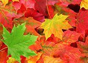Leaves