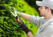 pruning