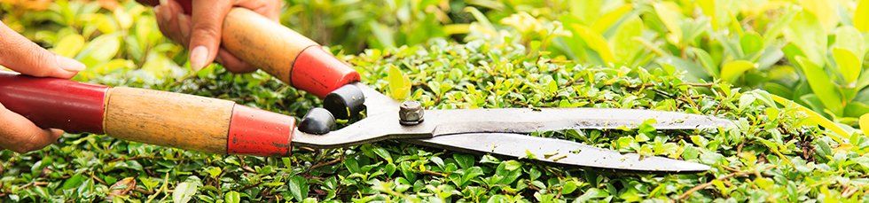 pruning