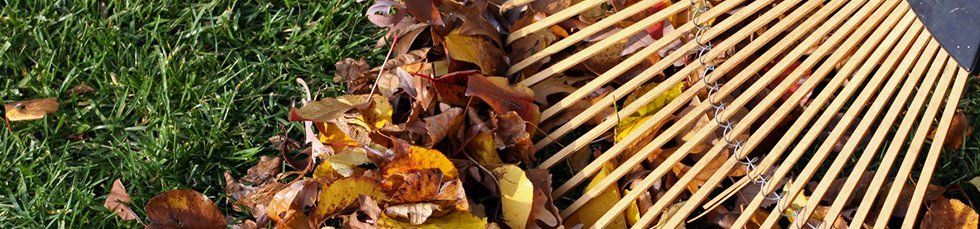 Leaves removal