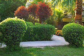 Lawn