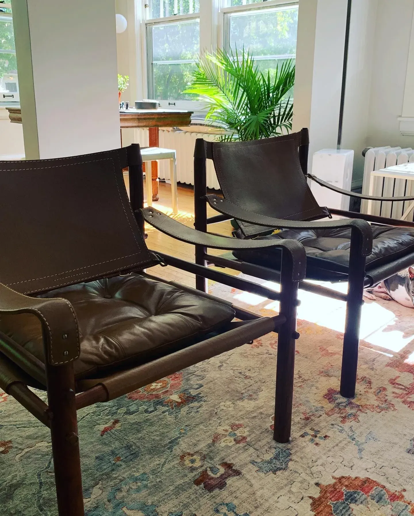 Two black lounge chairs on a patterned rug in a bright room with windows and a potted plant.