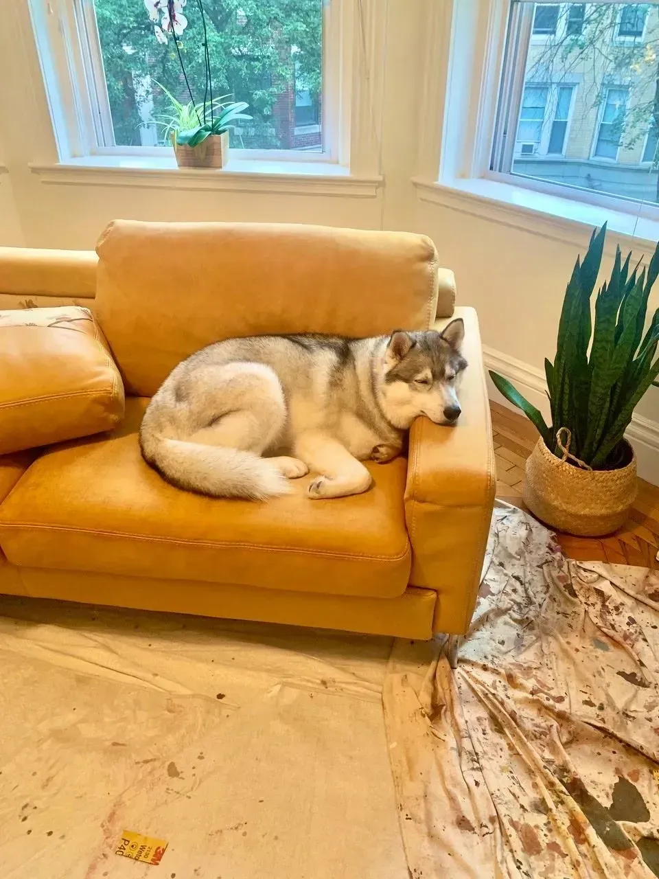 Cat curled on a mustard-yellow sofa in a bright living room beside a tall potted plant.