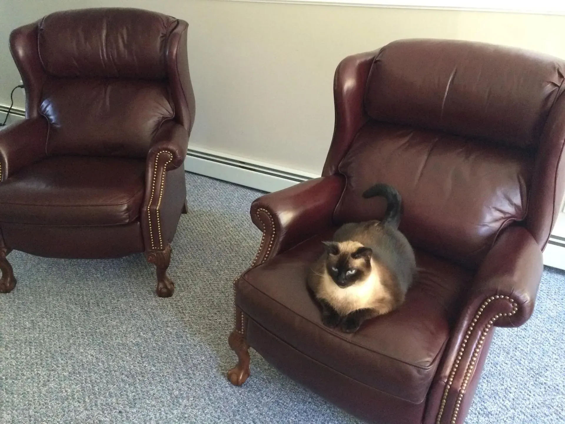Two brown leather armchairs in a room, one with a cat sitting on it