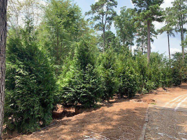 Row of green evergreen trees along a road, with brown leaves on the ground and other trees in the background.