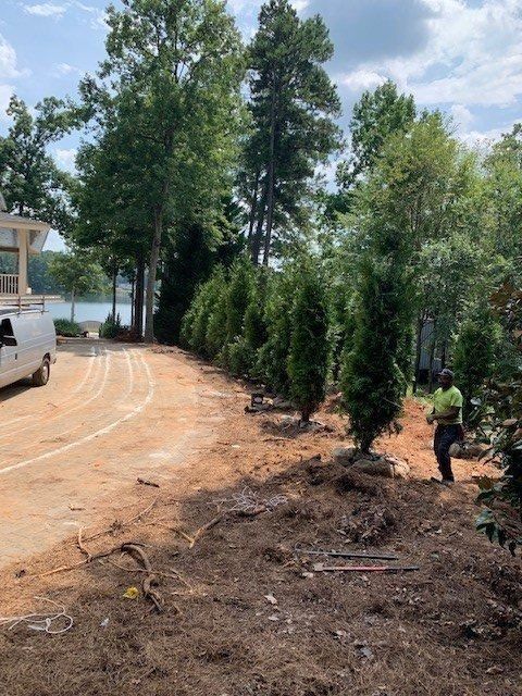 A line of newly planted evergreen trees along a driveway, a worker in the foreground.
