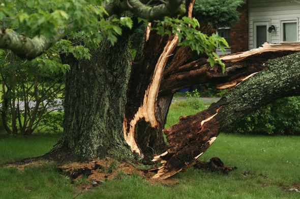 A large tree split in two by what appears to be wind damage, in a front yard with green grass.