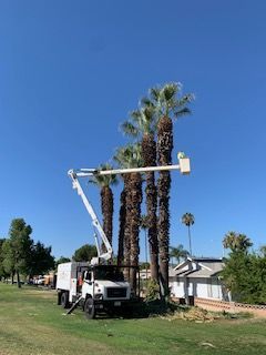 Truck with lift trimming tall palm trees against a clear blue sky.