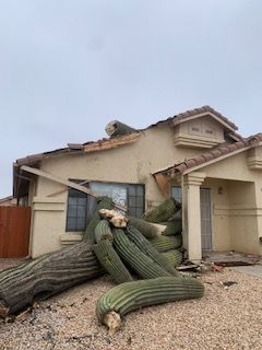Saguaro cactus fallen on a house, crushing the roof and wall; beige house, gravel driveway.