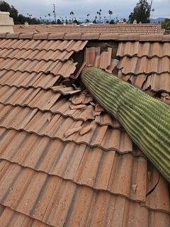 Large cactus crashed through a tiled roof.