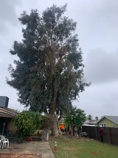 Tall tree being trimmed in a backyard; workers on the ground and ladder. Cloudy sky.