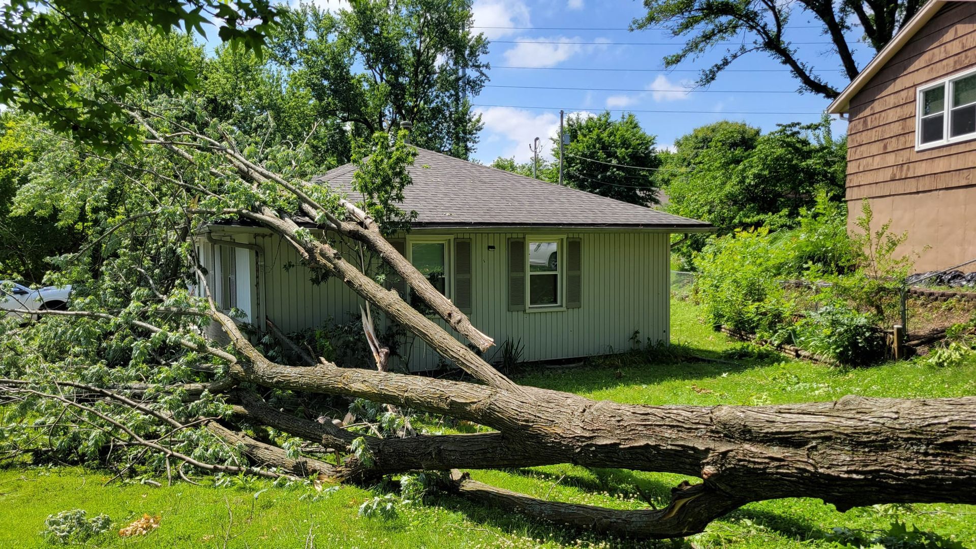 Fallen tree blocking a grassy yard in front of a small light-green house on a sunny day