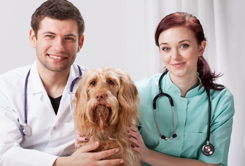 Veterinarians and a dog