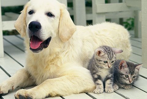 Dog and kittens