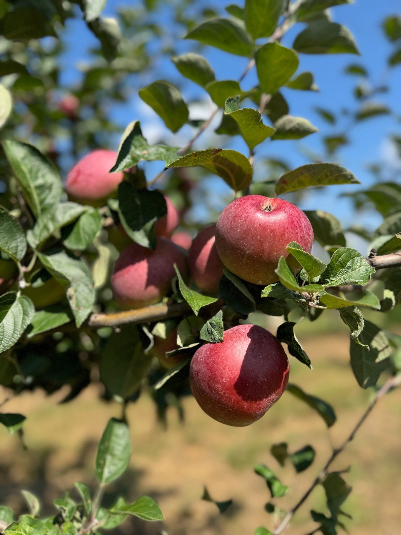 Red apples clustered on a tree branch with green leaves, lit by sunlight.