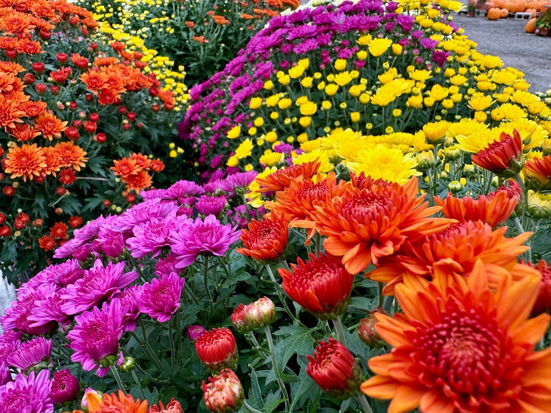 A bunch of colorful flowers are growing in a garden.