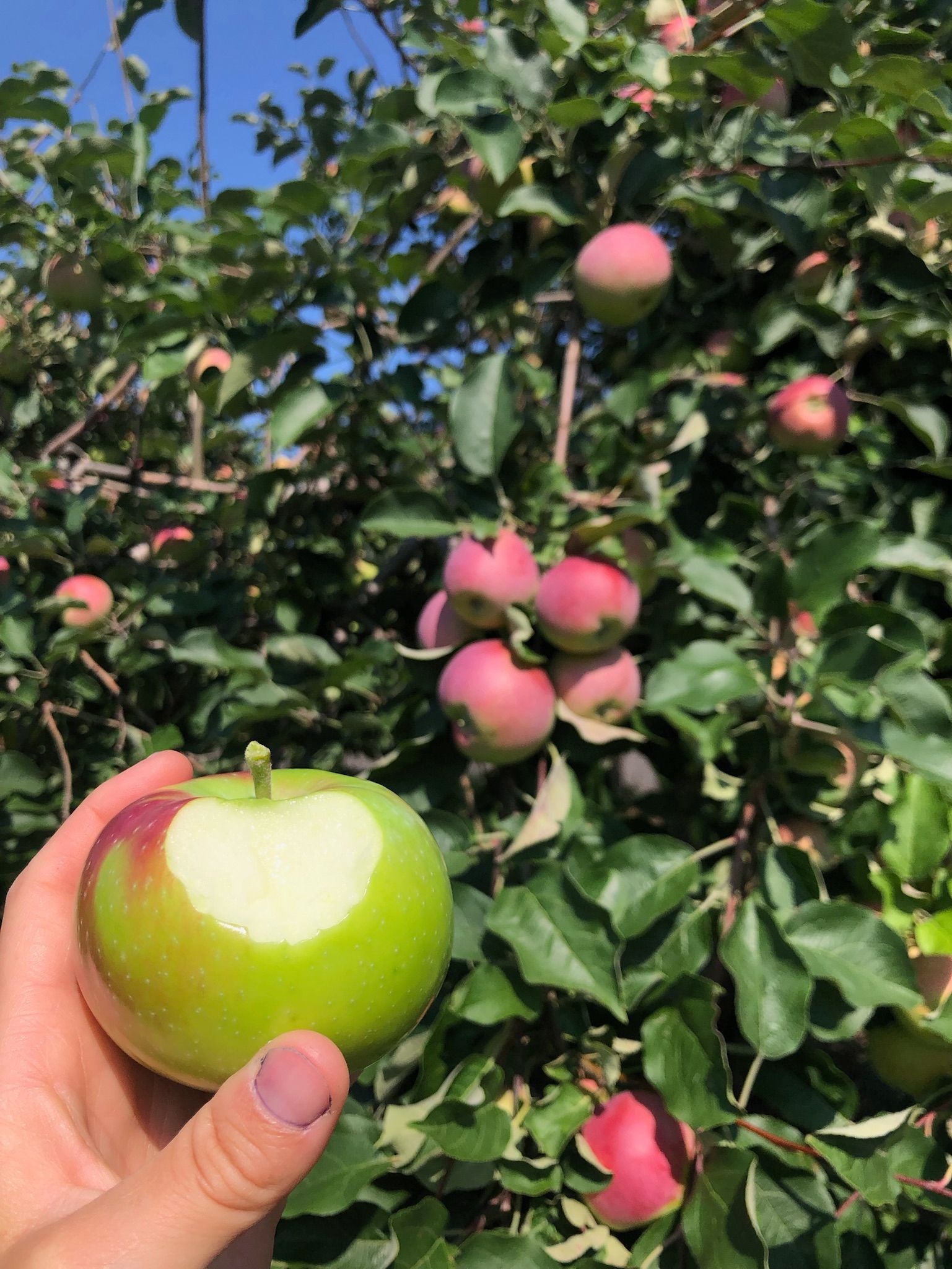 A sign in a field that says honey crisp on it