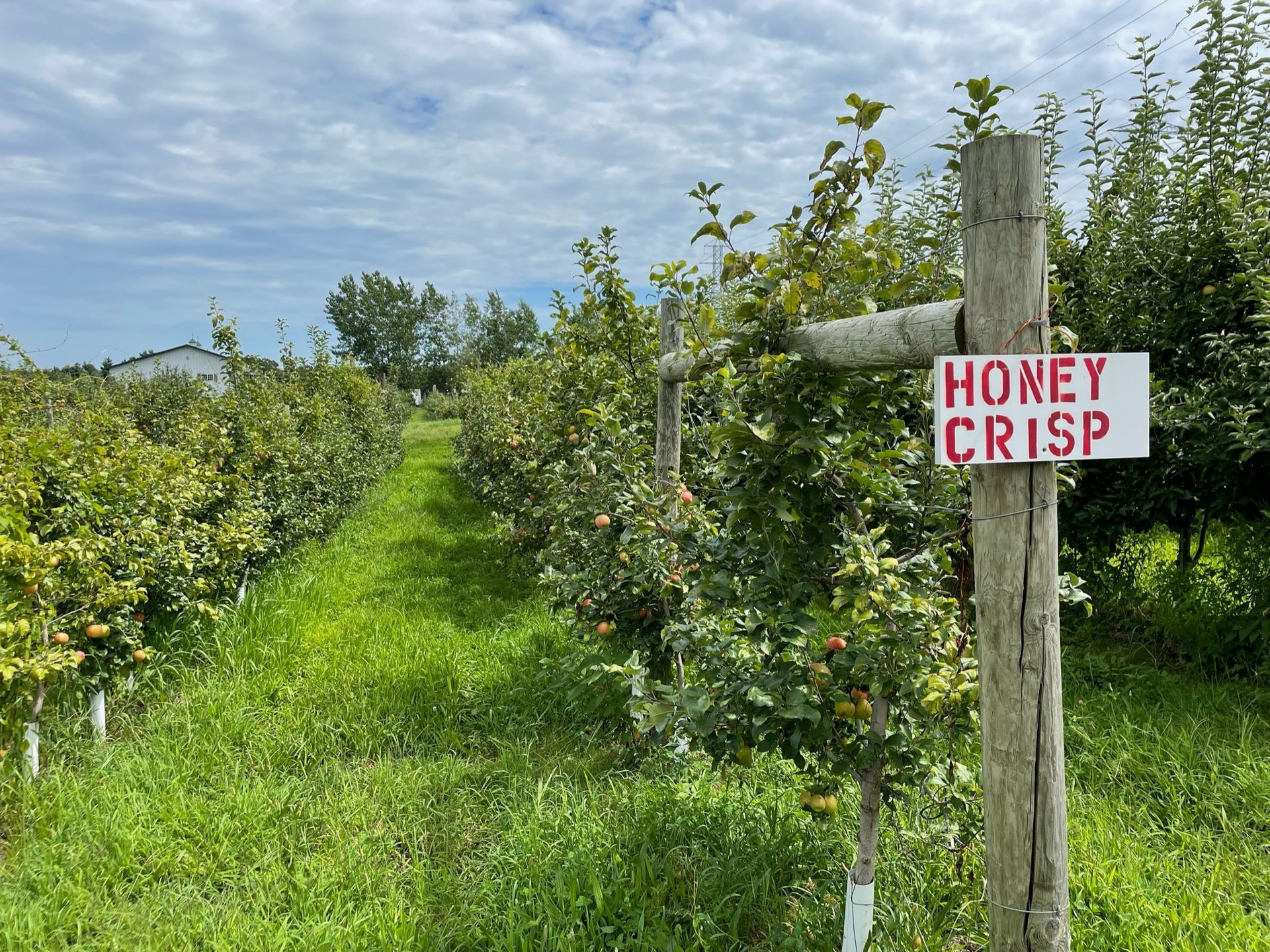 Blue tractor with a hay wagon in a grassy field on a sunny day.