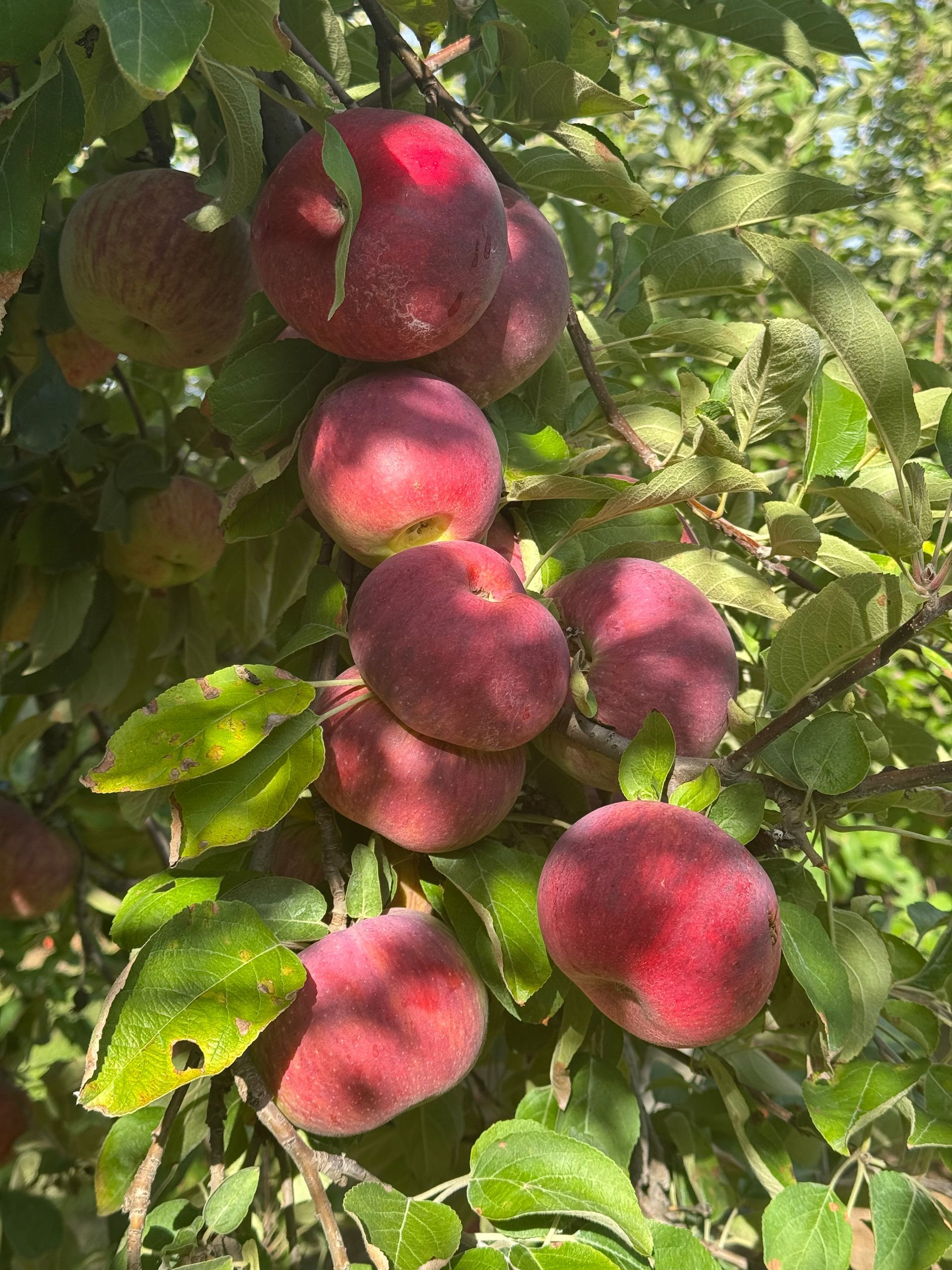 Red apples clustered on a tree branch, surrounded by green leaves, in sunlight.