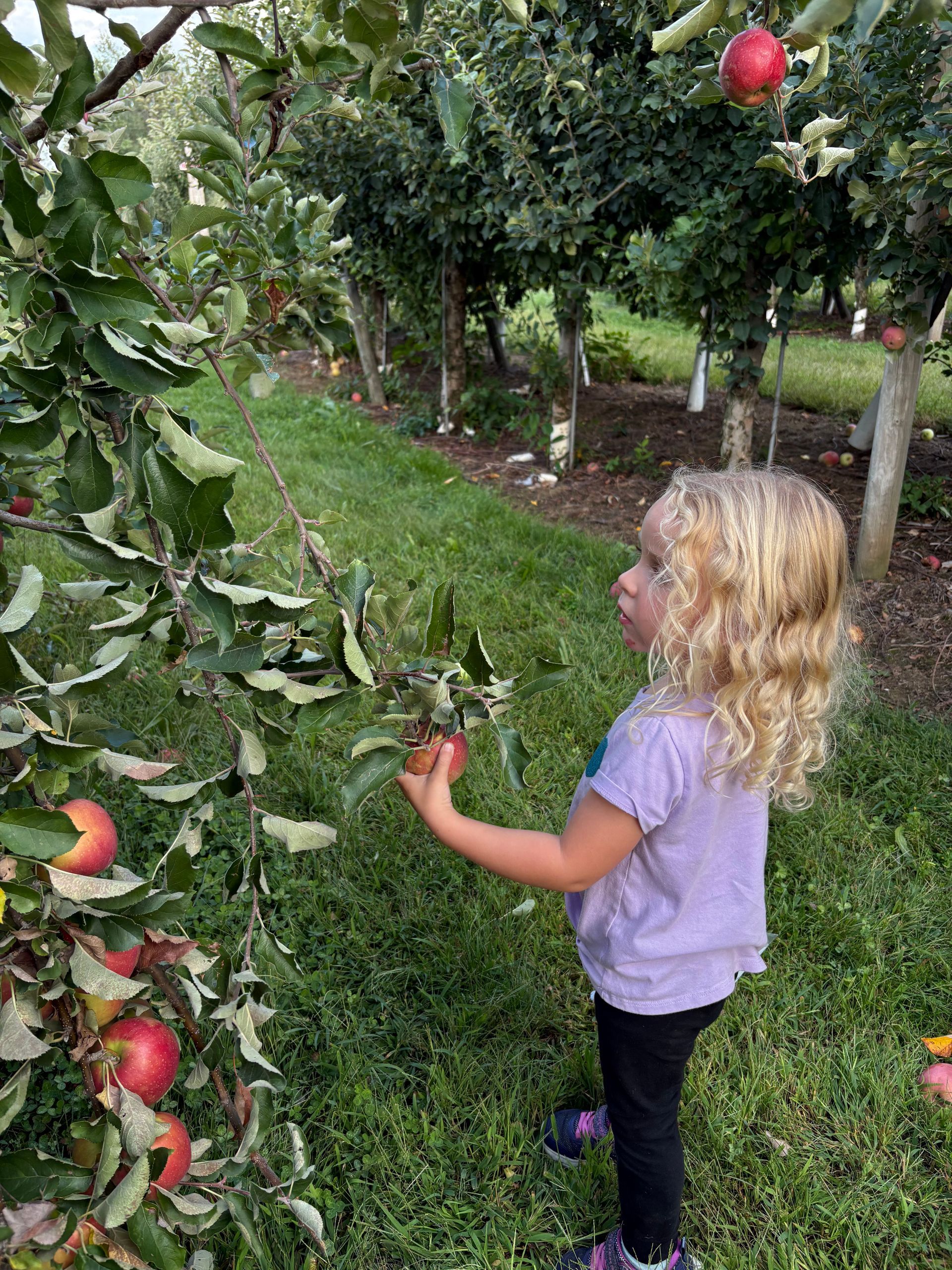 Young girl with blonde curly hair picking a red apple from a tree in an orchard.