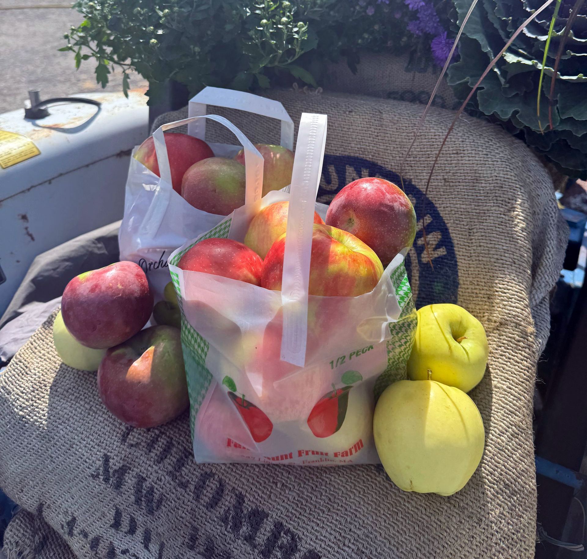 Apples in white plastic bags and scattered on a burlap sack outside.