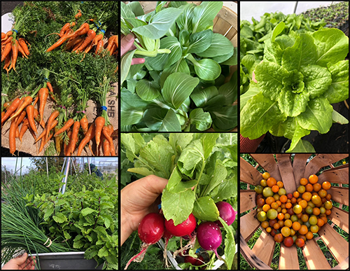 Holiday wreaths and roping