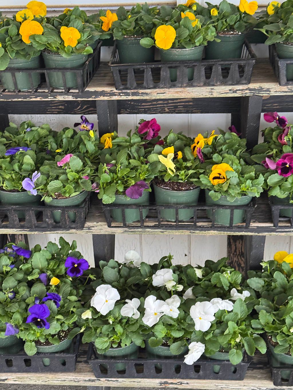 Colorful fall annuals and perennials