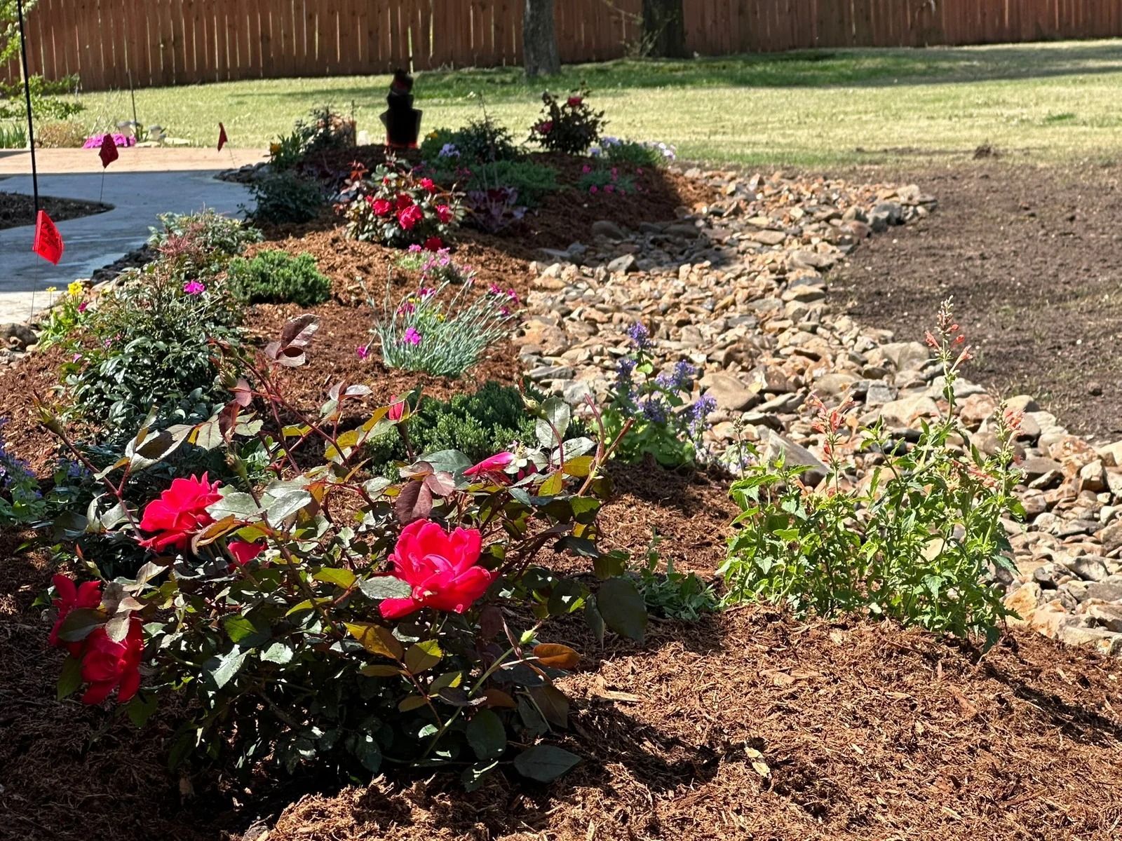 Colorful flower bed with blooming roses and mulch along a wooden fence in a yard