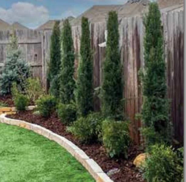 Curved backyard garden border with tall evergreen shrubs and a wooden fence beside green lawn