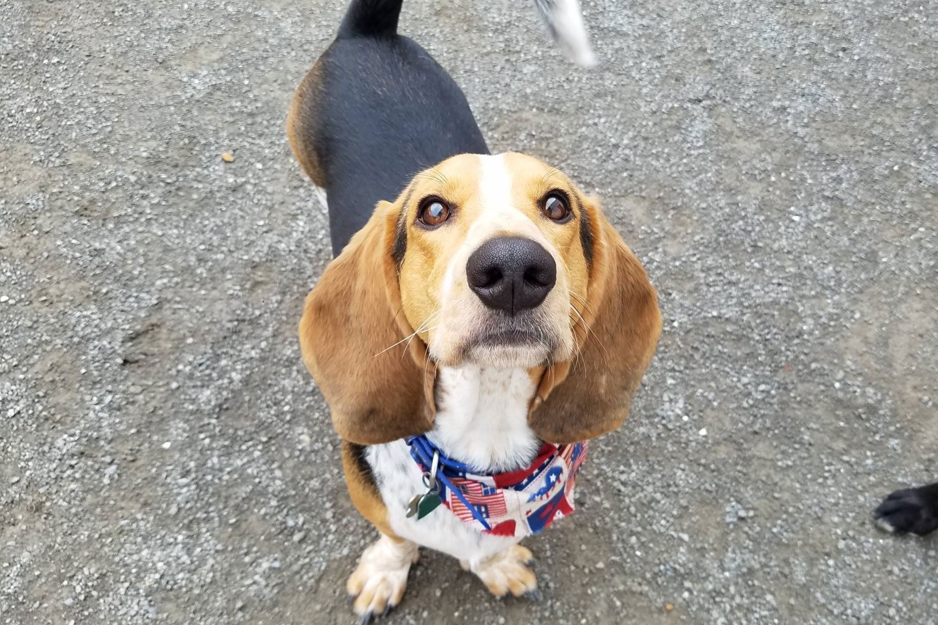 About Playful Paws Radcliff, KY Dog Daycare