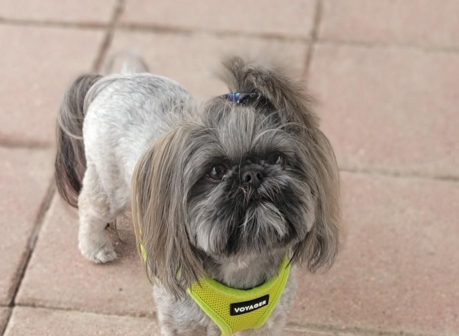 Playful Paws Dog Boarding and Daycare Radcliff, KY