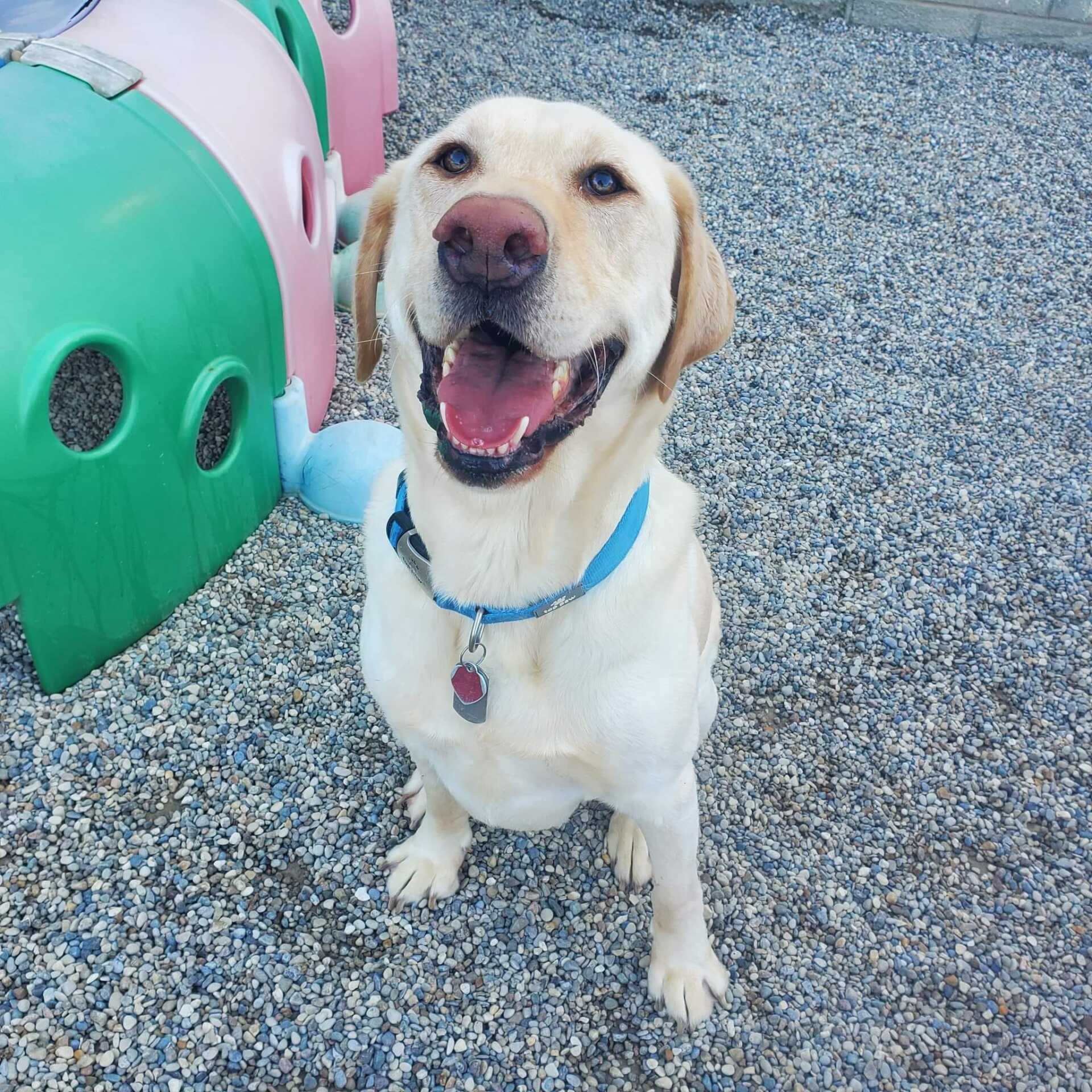 Dog Boarding LongTerm Boarding Radcliff, KY