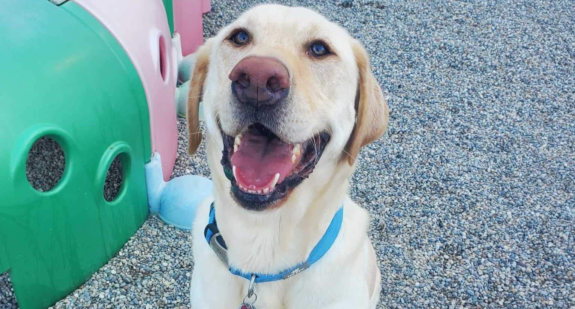 Playful Paws Dog Boarding and Daycare Radcliff, KY