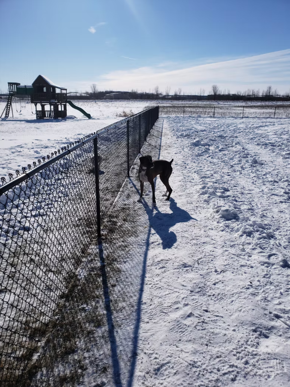 A dog standing next to a chain link fence in the snow