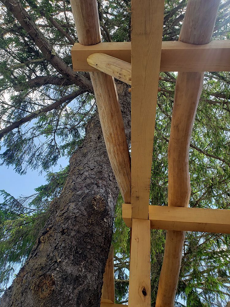Tree trunk with wooden beams and support structure against a blue sky.