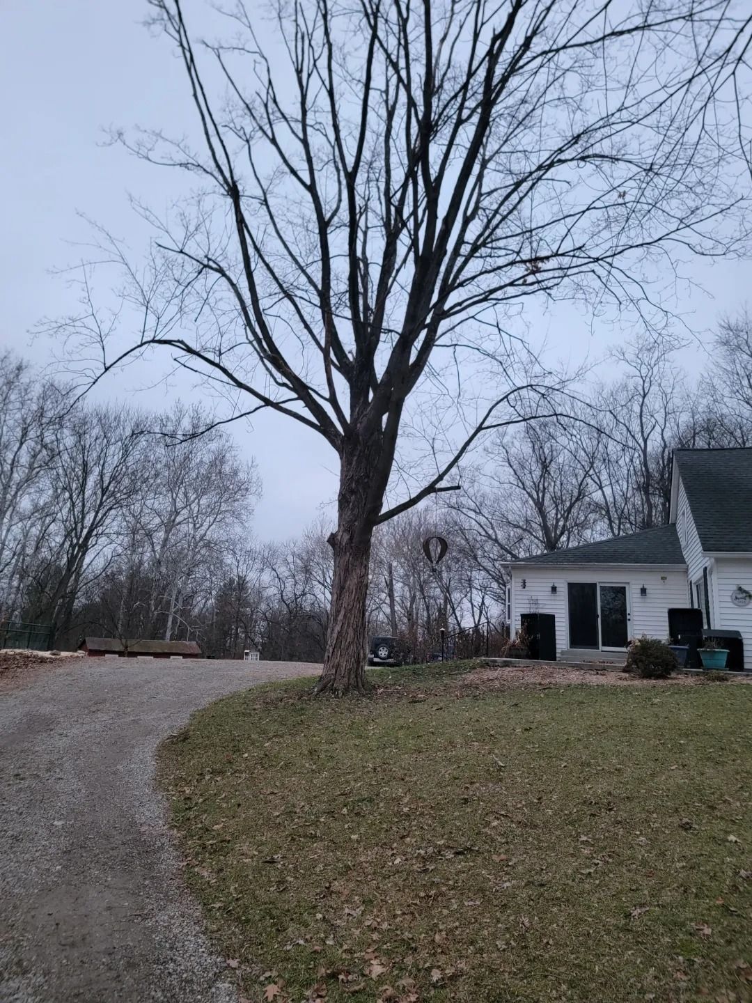 Bare tree stands near a gravel driveway and white house under an overcast sky.