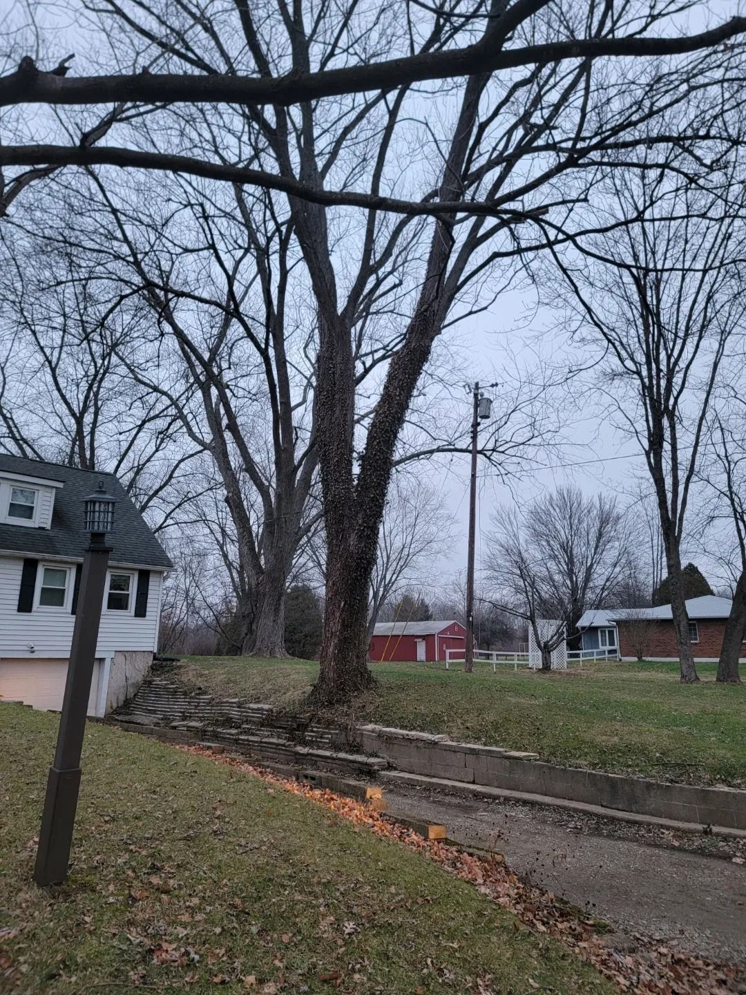 A leafless tree in front of a house on a cloudy day. A concrete curb sits in front of grass.