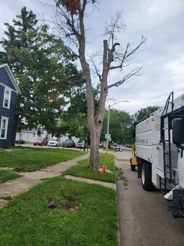 Tree being trimmed on a sidewalk; tree truck parked on street, residential setting.