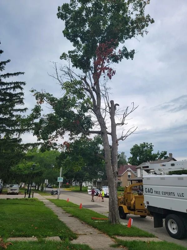 Tree being trimmed by a tree service truck on a residential street.