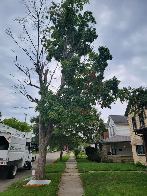 A tall tree on a sidewalk; half the tree is dead. Houses line the street on a cloudy day.