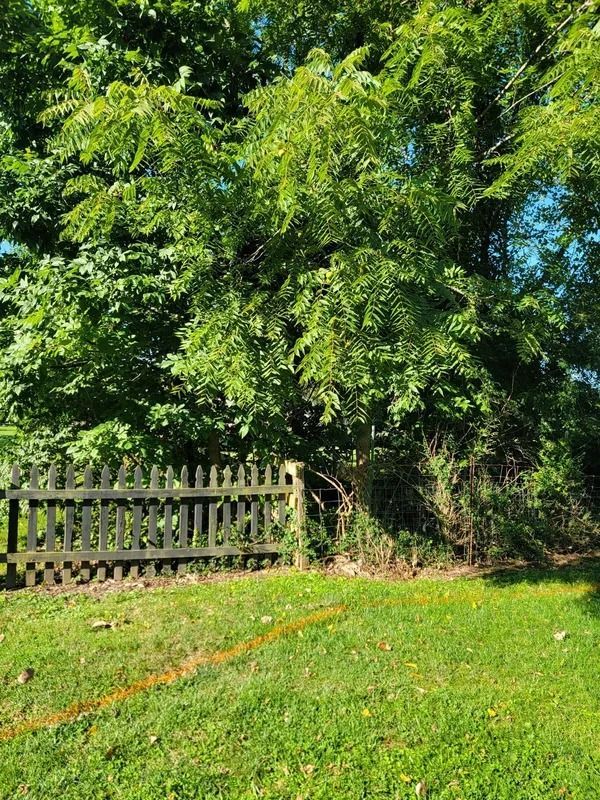 Black picket fence beside a patch of grass leading to trees and a blue sky.