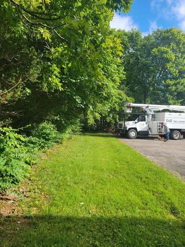 A tree service truck parked on a grassy area next to trees; a person stands near it.