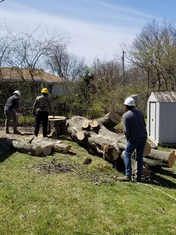 Three workers cutting a fallen tree in a backyard on a sunny day.