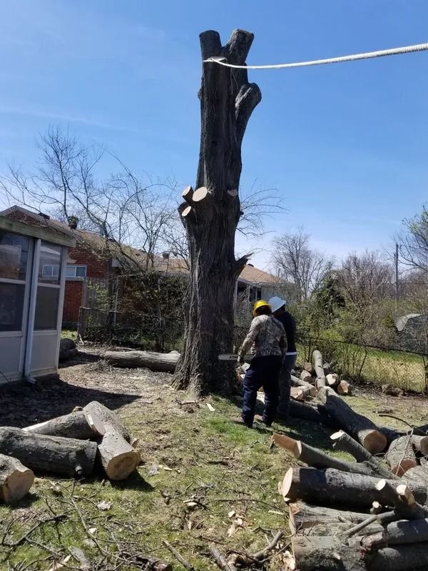Tree being cut down by two people in a backyard on a sunny day. Logs on ground.