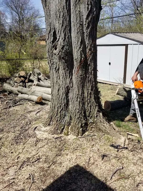 A person using a chainsaw to cut down a tree with a double trunk in a yard.