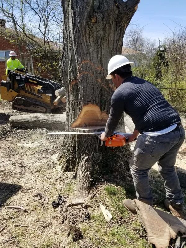 Man using a chainsaw to cut a tree trunk; another man operates a small excavator in the background. Sunny day.