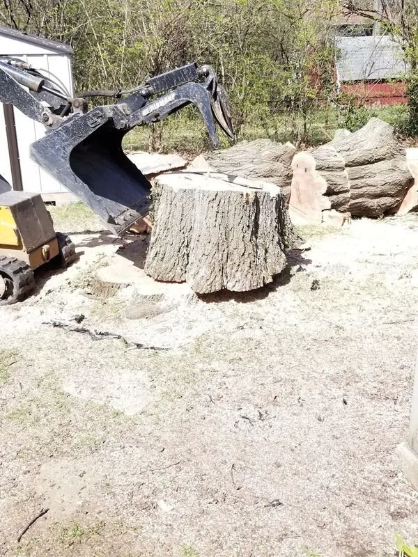 An excavator with bucket over a tree stump in a yard with additional cut logs, a small shed, and trees.