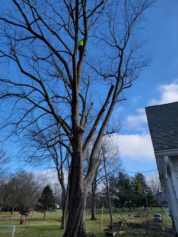 Tree trimmer in a tall tree with pruned branches, sunny day.