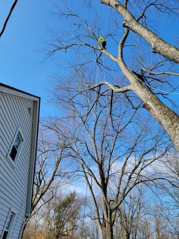 Arborist in a tall tree, trimming branches on a sunny day next to a house.