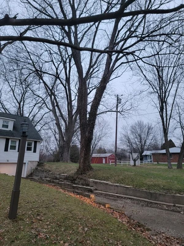 Bare trees frame a suburban street scene. A large tree dominates the foreground, beside a driveway and a house.